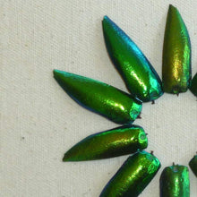 Load image into Gallery viewer, Beetle Wings for Embroidery